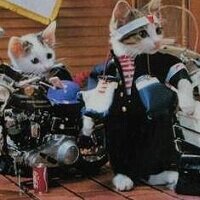 なめ猫